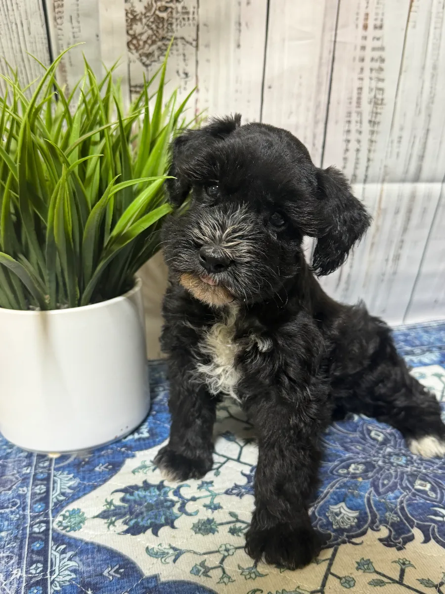 Raven, a female Miniature Schnauzer puppy