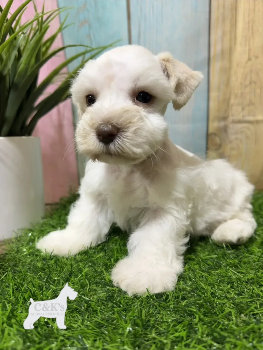 Red collar, a female Miniature Schnauzer puppy
