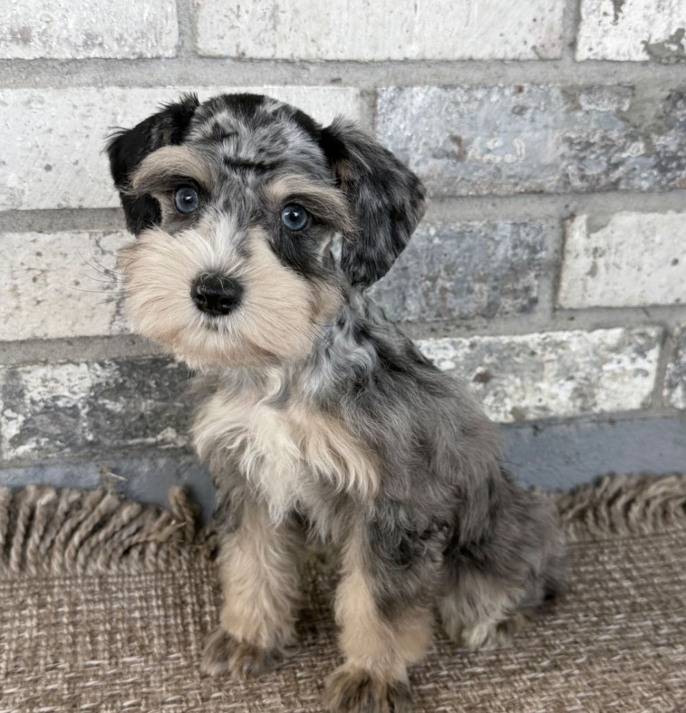 One of our Miniature Schnauzer puppies, blue merle, sitting on a rug in front of a brick wall.